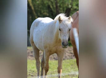 American Quarter Horse, Merrie, 2 Jaar, 152 cm, Palomino