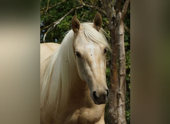 American Quarter Horse, Merrie, 2 Jaar, 152 cm, Palomino
