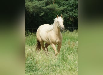 American Quarter Horse, Merrie, 2 Jaar, 152 cm, Palomino
