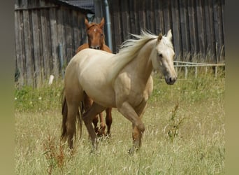 American Quarter Horse, Merrie, 2 Jaar, 152 cm, Palomino