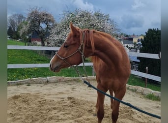 American Quarter Horse, Merrie, 2 Jaar, 152 cm, Vos