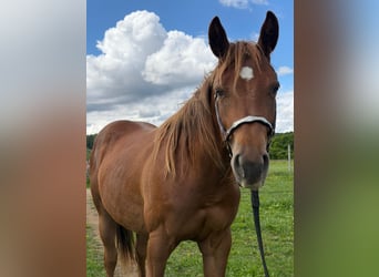 American Quarter Horse, Merrie, 2 Jaar, 152 cm, Vos