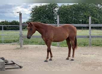 American Quarter Horse, Merrie, 2 Jaar, 152 cm, Vos