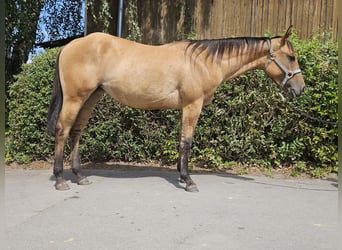 American Quarter Horse, Merrie, 2 Jaar, 153 cm, Dunalino