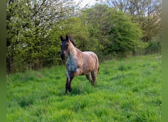 American Quarter Horse, Merrie, 2 Jaar, 153 cm, Roan-Blue