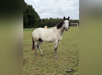 American Quarter Horse, Merrie, 2 Jaar, 153 cm, Schimmel