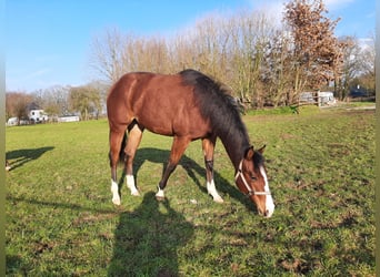 American Quarter Horse, Merrie, 2 Jaar, 154 cm, Bruin