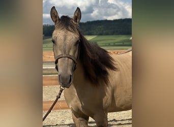 American Quarter Horse, Merrie, 2 Jaar, 154 cm, Buckskin