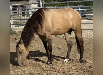 American Quarter Horse, Merrie, 2 Jaar, 154 cm, Buckskin