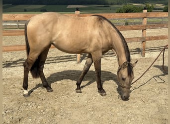 American Quarter Horse, Merrie, 2 Jaar, 154 cm, Buckskin