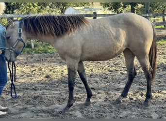 American Quarter Horse, Merrie, 2 Jaar, 154 cm, Buckskin