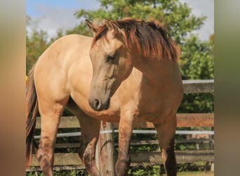 American Quarter Horse, Merrie, 2 Jaar, 154 cm, Buckskin