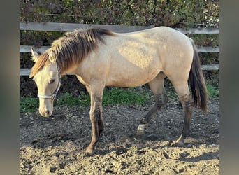 American Quarter Horse, Merrie, 2 Jaar, 154 cm, Buckskin