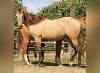 American Quarter Horse, Merrie, 2 Jaar, 154 cm, Buckskin