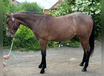 American Quarter Horse, Merrie, 2 Jaar, 154 cm, Roan-Bay