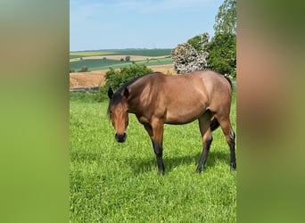 American Quarter Horse, Merrie, 2 Jaar, 154 cm, Roan-Bay