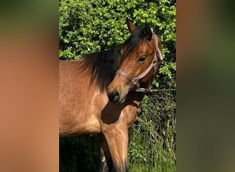 American Quarter Horse, Merrie, 2 Jaar, 154 cm, Roan-Bay