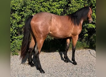 American Quarter Horse, Merrie, 2 Jaar, 154 cm, Roan-Bay