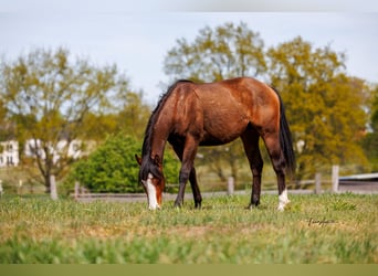 American Quarter Horse, Merrie, 2 Jaar, 155 cm, Bruin