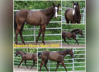 American Quarter Horse, Merrie, 2 Jaar, 155 cm, Donkerbruin