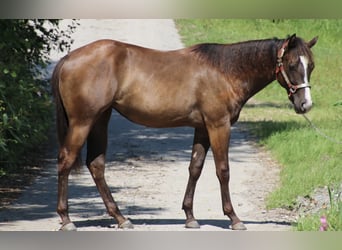 American Quarter Horse, Merrie, 2 Jaar, 155 cm, Donkerbruin