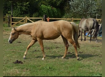 American Quarter Horse, Merrie, 2 Jaar, 155 cm, Palomino