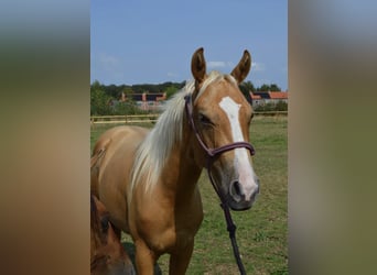 American Quarter Horse, Merrie, 2 Jaar, 155 cm, Palomino