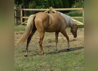 American Quarter Horse, Merrie, 2 Jaar, 155 cm, Palomino