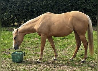 American Quarter Horse, Merrie, 2 Jaar, 155 cm, Palomino