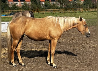 American Quarter Horse, Merrie, 2 Jaar, 155 cm, Palomino