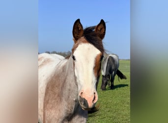 American Quarter Horse, Merrie, 2 Jaar, 155 cm, Roan-Bay