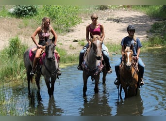 American Quarter Horse, Merrie, 2 Jaar, 155 cm, Roan-Blue