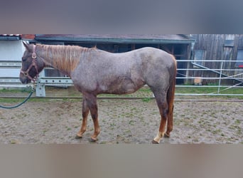 American Quarter Horse, Merrie, 2 Jaar, 155 cm, Roan-Red