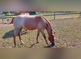 American Quarter Horse, Merrie, 2 Jaar, 155 cm, Roan-Red