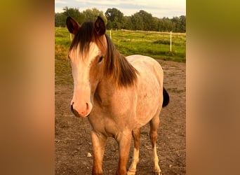 American Quarter Horse, Merrie, 2 Jaar, 155 cm, Roan-Red