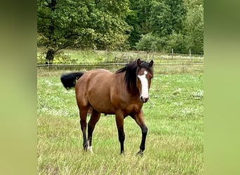 American Quarter Horse, Merrie, 2 Jaar, 155 cm