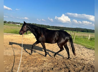 American Quarter Horse, Merrie, 2 Jaar, 155 cm, Zwart