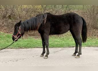 American Quarter Horse, Merrie, 2 Jaar, 155 cm, Zwart