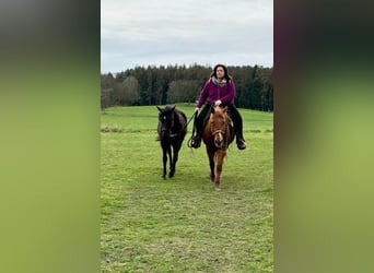 American Quarter Horse, Merrie, 2 Jaar, 155 cm, Zwart