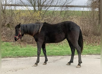 American Quarter Horse, Merrie, 2 Jaar, 155 cm, Zwart