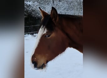 American Quarter Horse, Merrie, 2 Jaar, 156 cm, Bruin