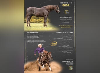 American Quarter Horse, Merrie, 2 Jaar, 156 cm, Vos