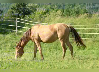 American Quarter Horse Mix, Merrie, 2 Jaar, 158 cm, Champagne