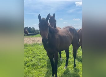 American Quarter Horse, Merrie, 2 Jaar, 158 cm, Donkerbruin