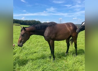 American Quarter Horse, Merrie, 2 Jaar, 158 cm, Donkerbruin