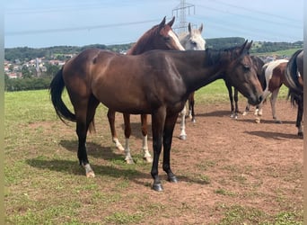 American Quarter Horse, Merrie, 2 Jaar, 158 cm, Donkerbruin