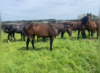 American Quarter Horse, Merrie, 2 Jaar, 158 cm, Donkerbruin