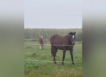 American Quarter Horse, Merrie, 2 Jaar, 160 cm, Bruin