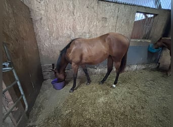 American Quarter Horse, Merrie, 2 Jaar, 160 cm, Bruin