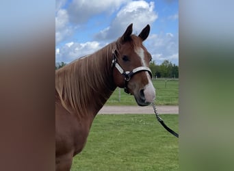 American Quarter Horse, Merrie, 2 Jaar, 160 cm, Vos